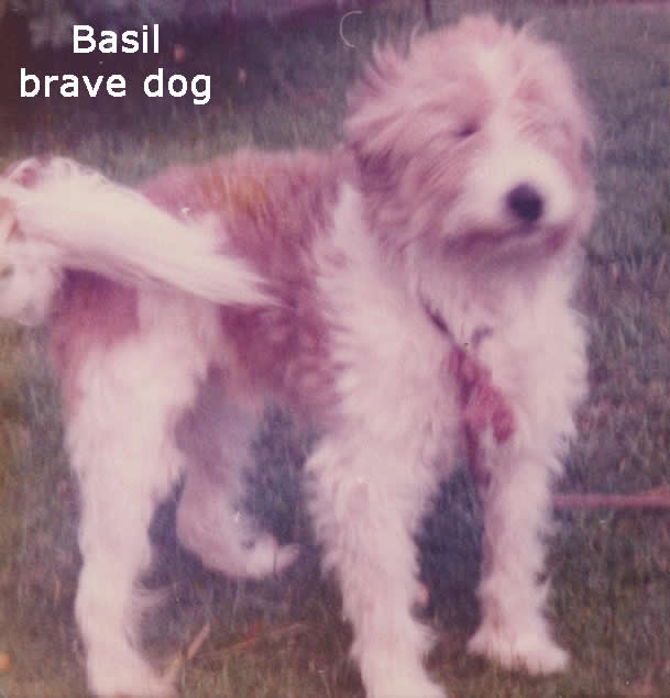 Basil the brave