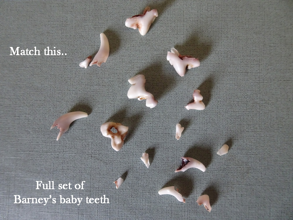 It is rare to find all of a puppy's baby teeth but, it can be done! How many can you do?