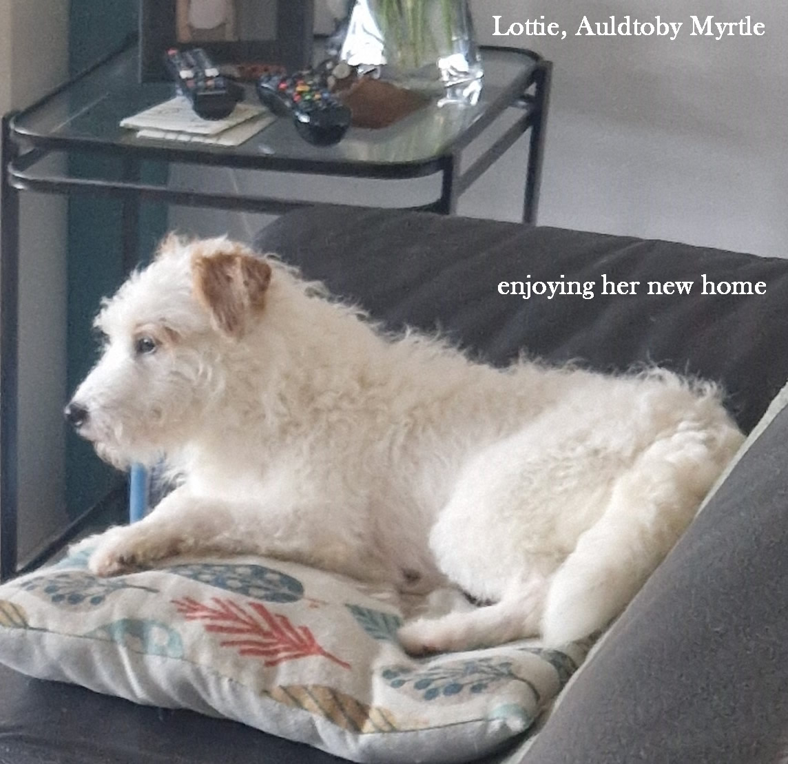 Lottie, Auldtoby Myrtle relaxing on a sofa in her new home.