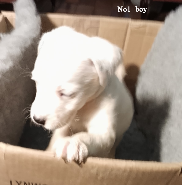 No1 boy is suspected born deaf and needs a sympathetic forever home..Jan 2026
